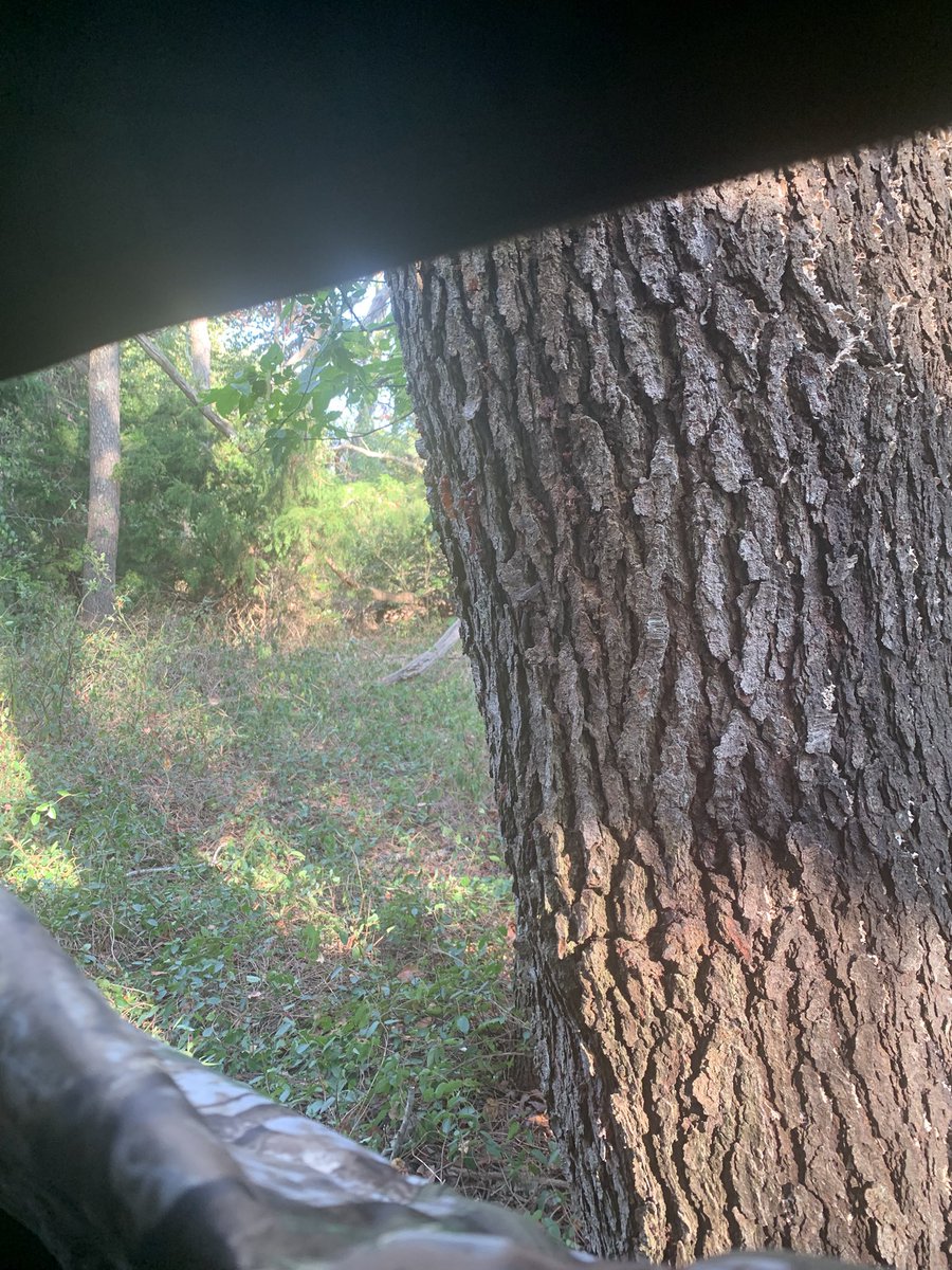 jimconover1's tweet photo. Ok got the crossbow back. Now sitting in my new blind waiting for something to happen https://t.co/6c01cWKI09