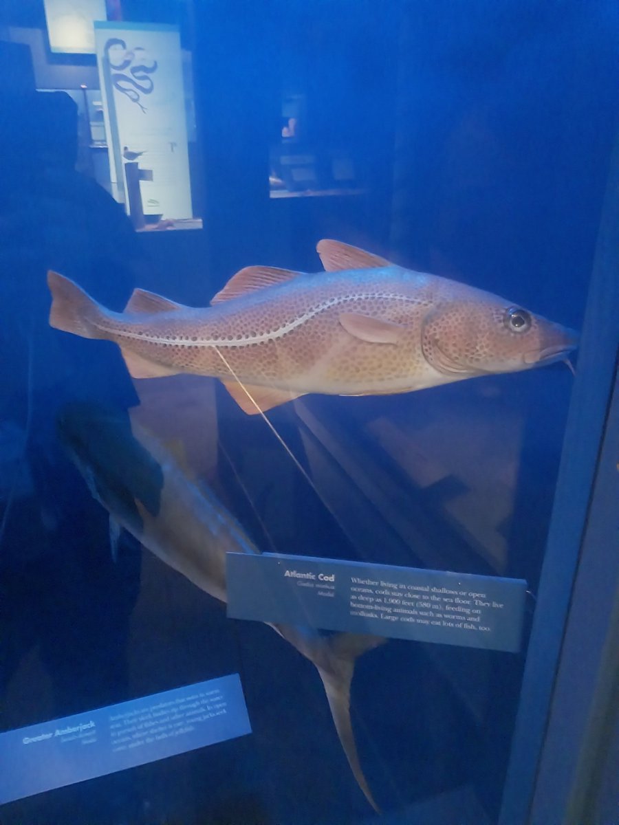 charringau61924's tweet image. #AtlanticCod