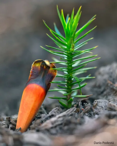 LauraOrdoñez tweet media