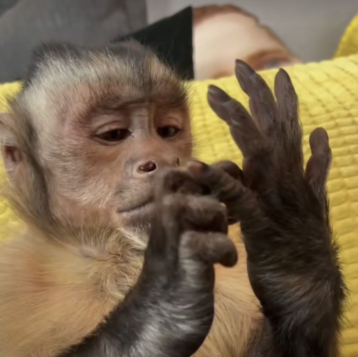 e pensar que o felipe amorim perdeu a milka desse jeito viu, inclusive, MULHERÃO DA PORRAAA