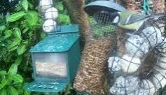 Followers seem interested in my gardens. Tour #Scotland #Autumn 4K #Saturday wildlife nature camera travel video Blog of sight and sounds of Coal Tit Birds spotted eating on rainy morning visit and trip to my cottage garden in #Scone by #Perth, #Perthshire tour-scotland-photographs.blogspot.com/2024/10/coal-t…