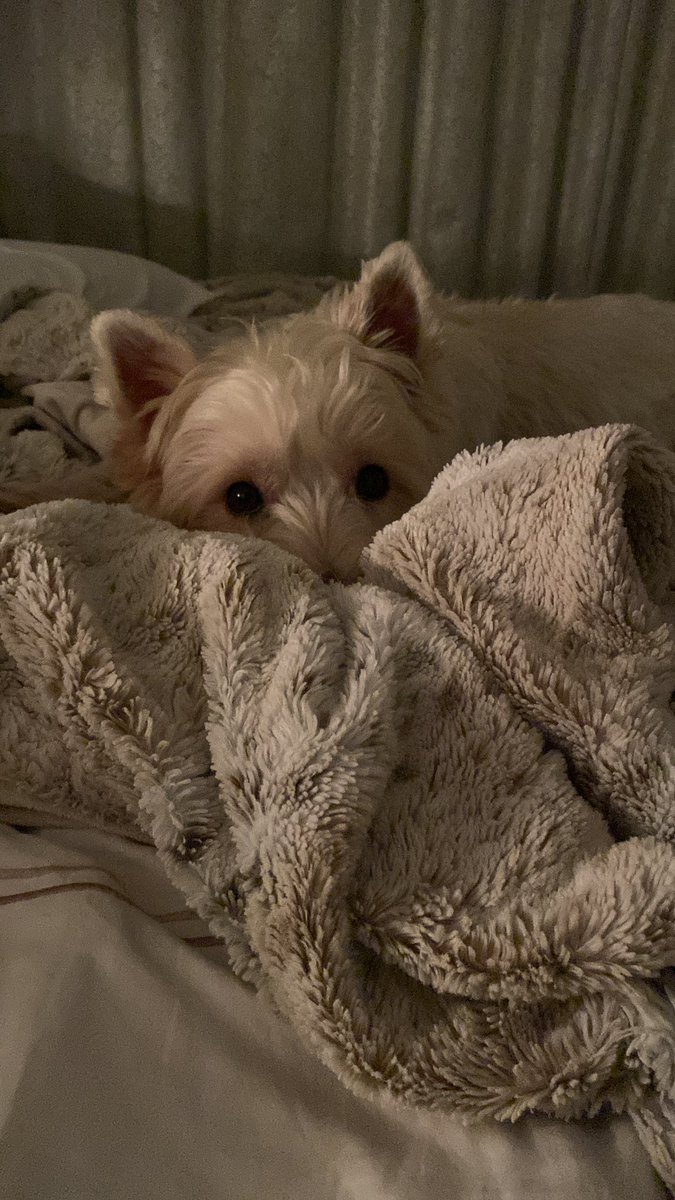 Sent my dog snaps of my blisters. He is not happy with me. In other news and in line with all internet shoe reviews they still get 5/5🌟 because I wanted crippling blisters