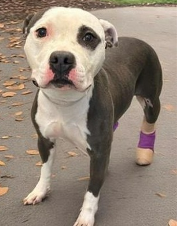 mapleveewesem's tweet photo. 💔🆘💔Beautiful BLOSSOM is still waiting for a forever home at Downey #California ACC. Only 2 yo, 51 lb, playgroup RockStar🤩She was pet of the week at Baldwin Park. Please visit this sweet girl who is a great companion dog🙏 info⬇️ #A5642674 https://t.co/knOo6LDzIX
