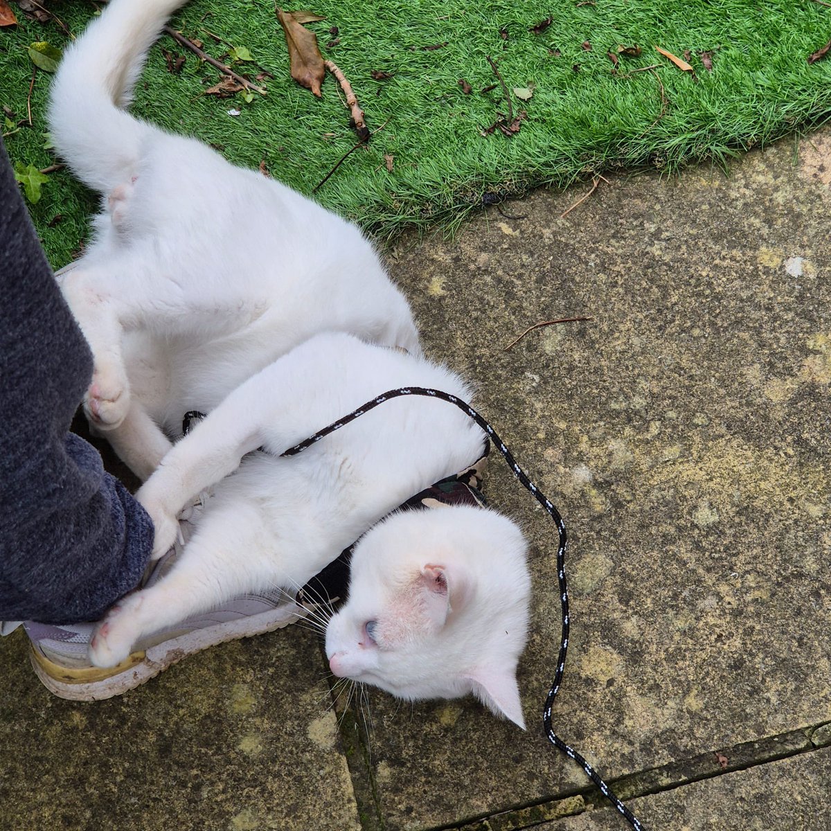 Eve Lloyd tweet media