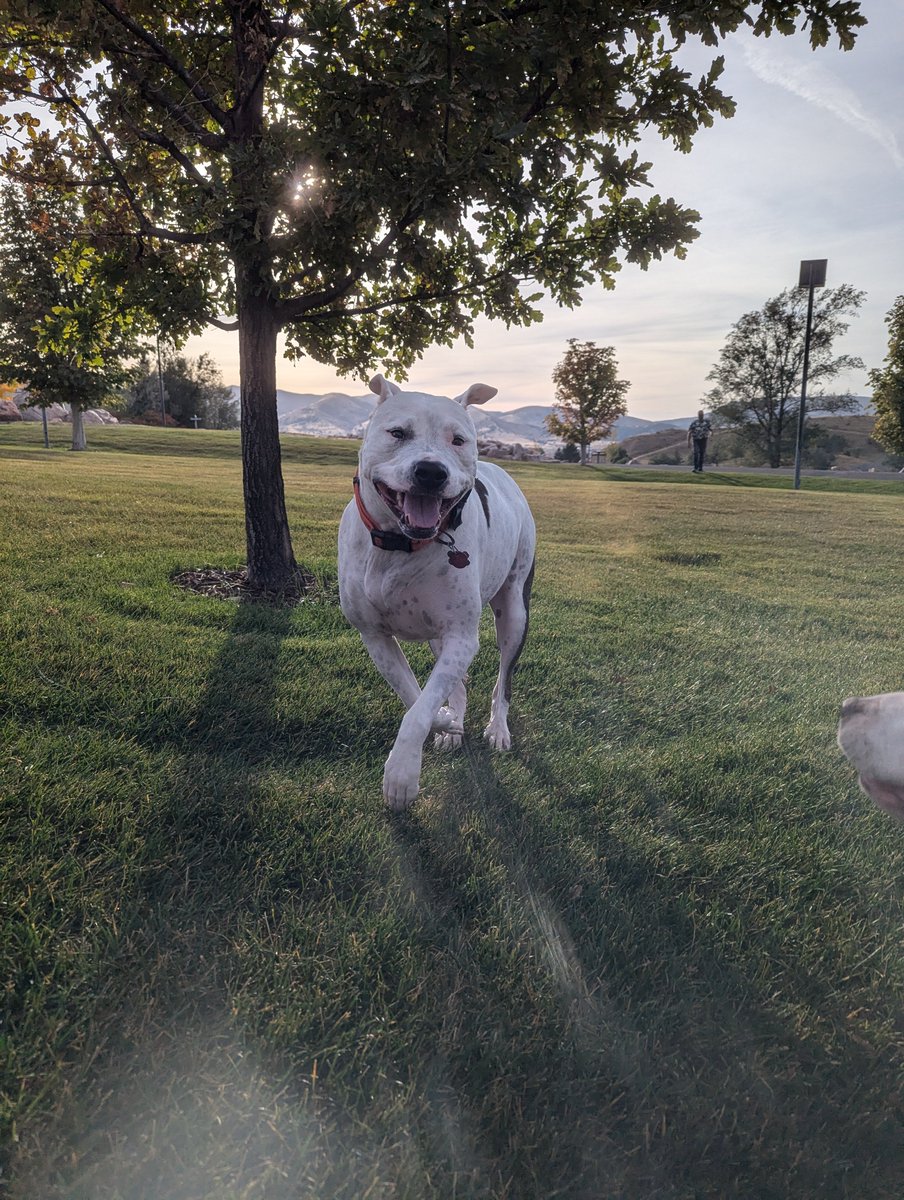 Such a fun morning with the hubby and the dogs