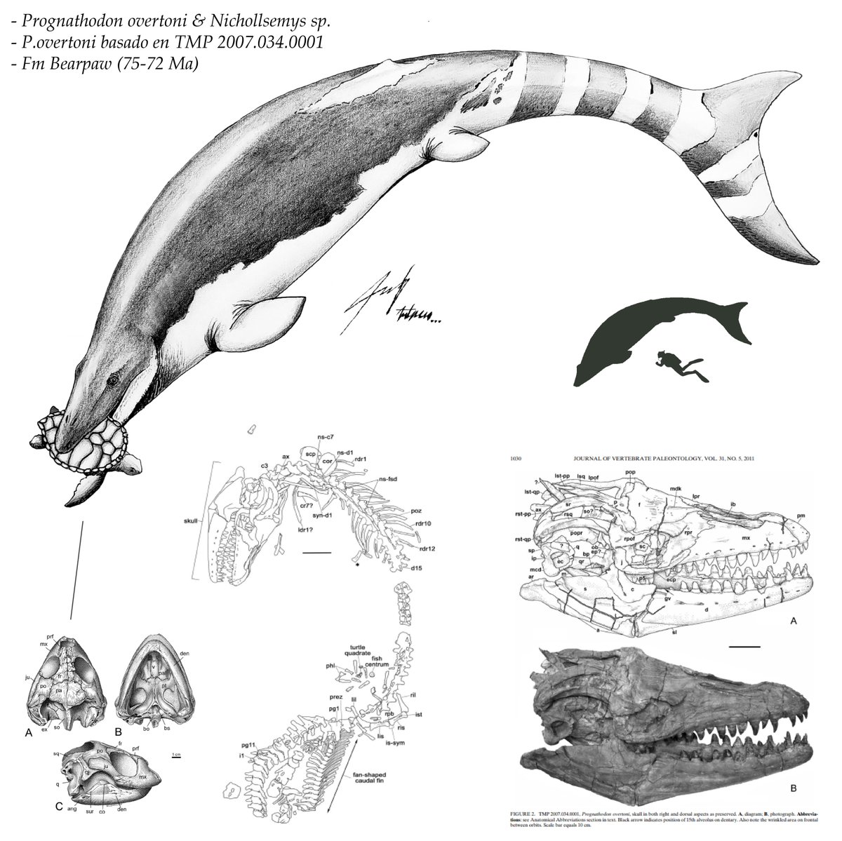 Emaantonena's tweet photo. Estreno esta cuenta, de arte paleo y biológico principalmente, con este sketch de un Prognathodon overtoni depredando a la tortuga quelonioidea Nichollsemys baieri. #paleoart #paleontology #art #ilustration 

Espero encuentren aquí un lindo espacio y arte.💚 https://t.co/kcfetrxJmL