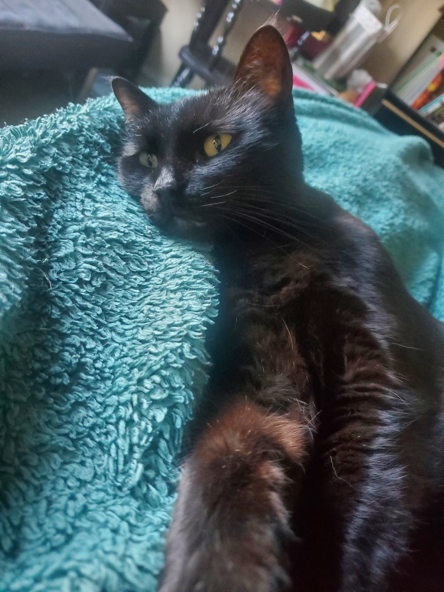 GodOfMoogles's tweet image. Feeling crap, so its lazy bed Saturday with the lady Lunafreya. Shes always down to do nothing.