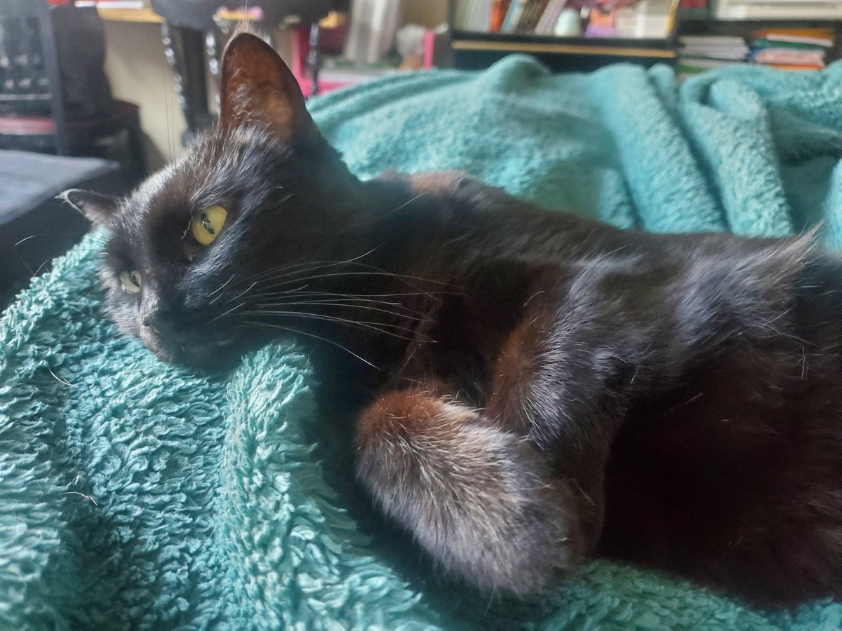 GodOfMoogles's tweet image. Feeling crap, so its lazy bed Saturday with the lady Lunafreya. Shes always down to do nothing.