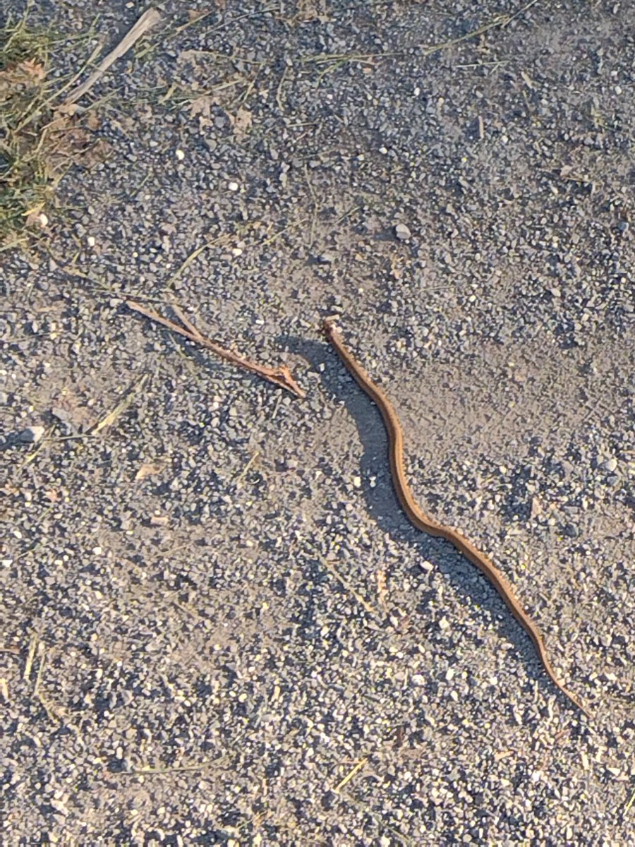 Elnigma3's tweet photo. Hiked at Point of Rocks, saw a wee snek https://t.co/IZHbTo0Lix