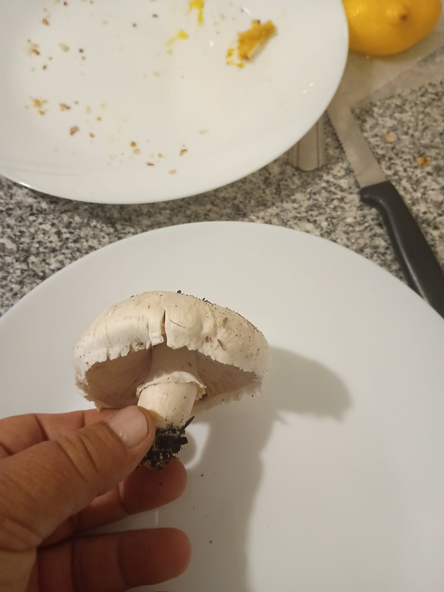 elGauchogps's tweet photo. Hola @Fungi_Cosas !
Por fin te puedo hacer una consulta, desde Entre Ríos Argentina!
Se puede identificar esta seta? Es primavera acá https://t.co/KidKt3pw1U