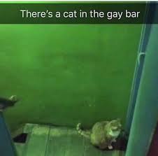 dteam as animals tweet media