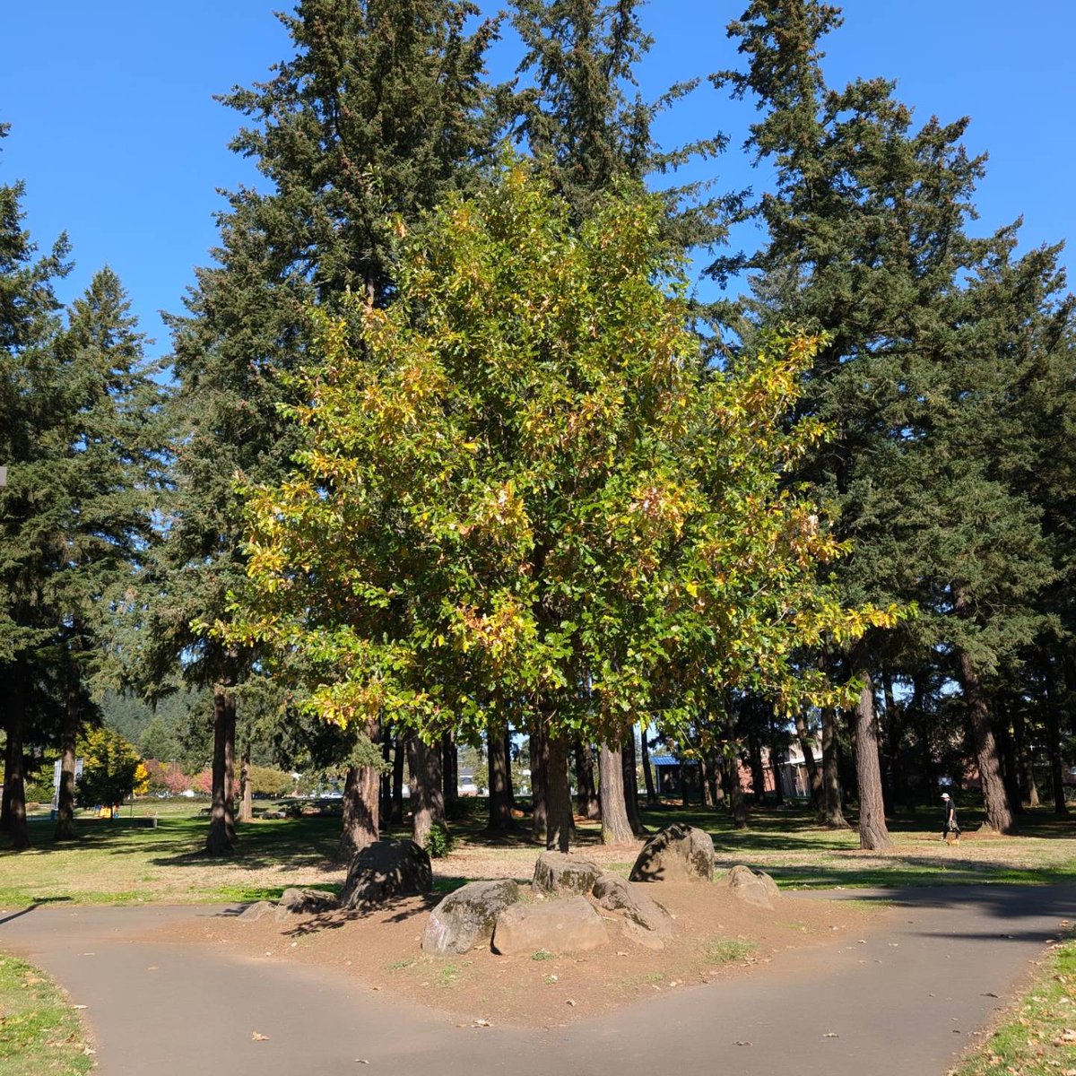 candaceforpdx's tweet photo. Next Up on the #PDXParks Challenge: Earl Boyles Park! After we launched our canvass with @APANOActionFund, I stopped by to check out this park on my turf route! It has a lot of walking paths, a community garden, playgrounds, and lots of spots to hangout under the tree canopy! https://t.co/5tAHftElpW