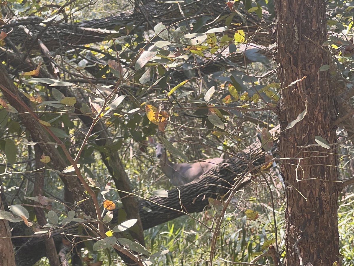 Saw a #deer hiding in the woods.  
#running