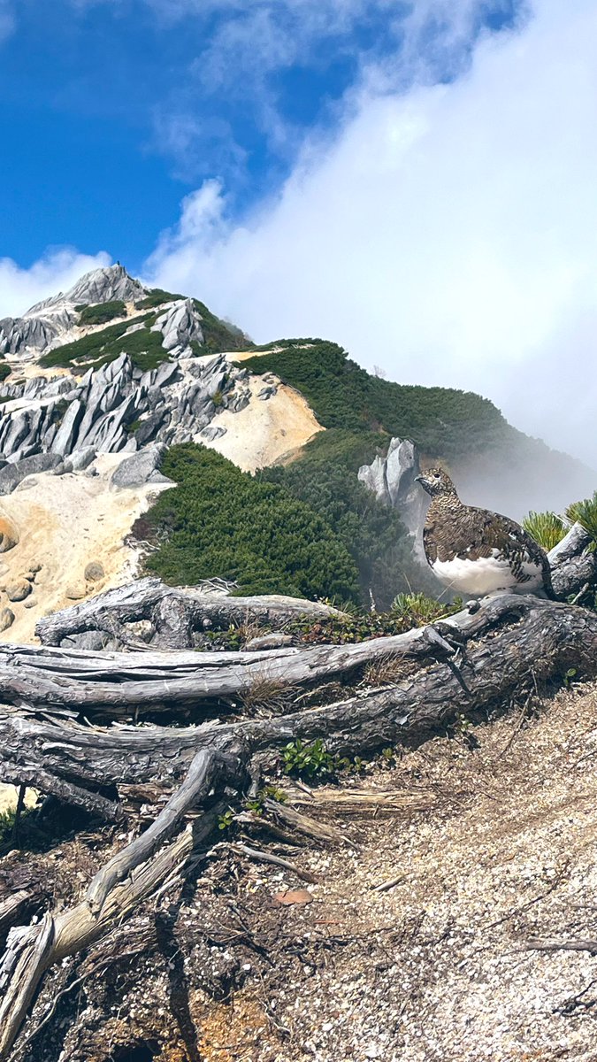 maimaimaiko3068's tweet image. 今回のお気に入り写真。
雷鳥かわいい
＃燕岳