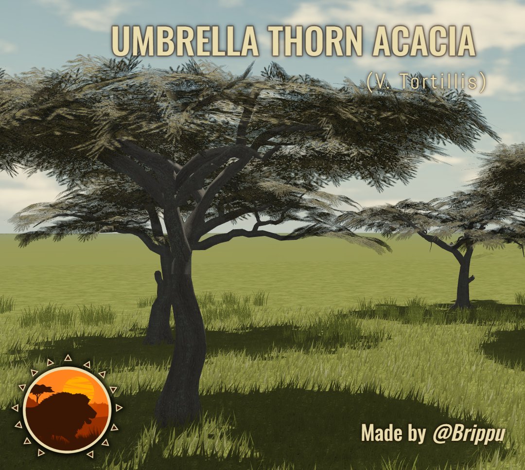 One of the most iconic species of trees in the whole of Africa! The Umbrella Thorn Tree is a large species of acacia/vachiella mostly found in savanna habitats.
providing both large quantities of food and shelter for a wide diversity of animals from Maasai giraffes🦒 to birds🐦