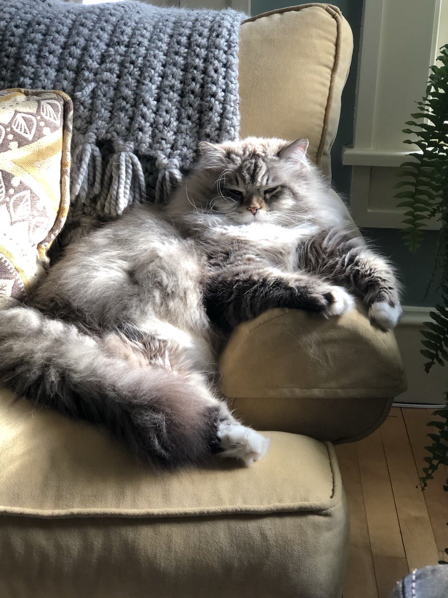 GretchenRaab's tweet photo. @KellyScaletta Ted the Siberian Forest Cat https://t.co/csnJFX1xUu