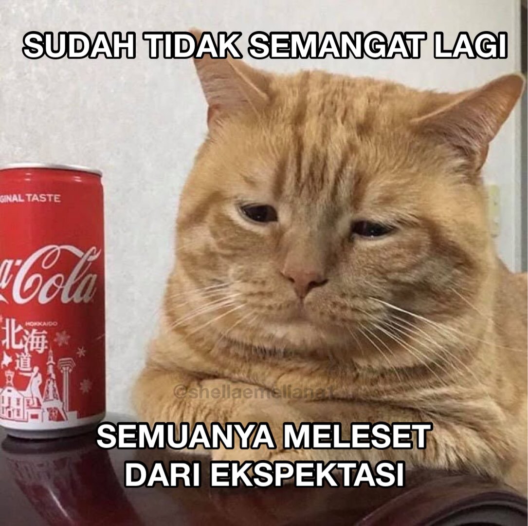 S H E L L A tweet media