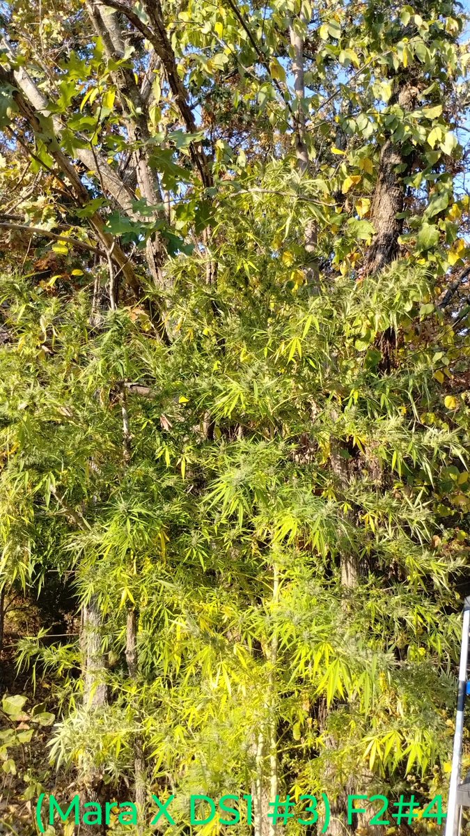 🇵 🇴 🇼 🇪 🇷 🇫 🇱 🇴 🇼 🇪 🇷 tweet media