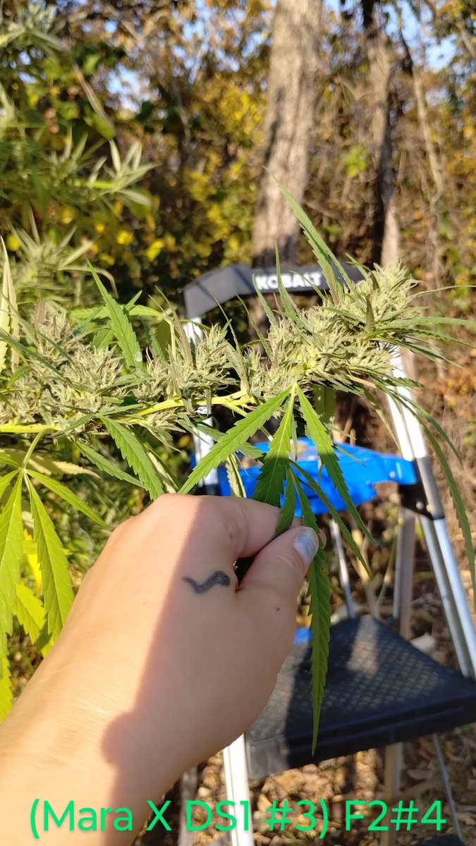 🇵 🇴 🇼 🇪 🇷 🇫 🇱 🇴 🇼 🇪 🇷 tweet media