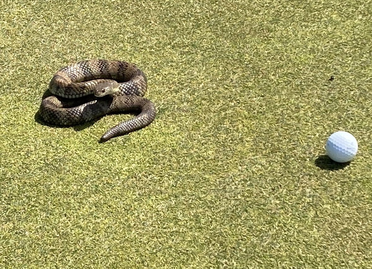 Port Fairy Golf Club tweet media