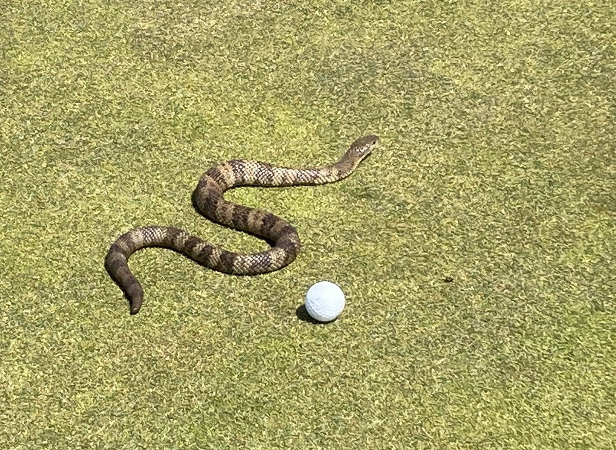 Port Fairy Golf Club tweet media