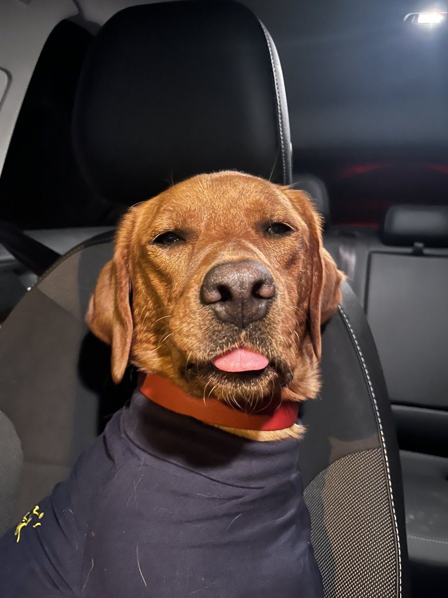 ellacarr_'s tweet photo. What’s a Thanksgiving without a trip to the emergency vet!!!!!!!! https://t.co/HMzTrtbwID