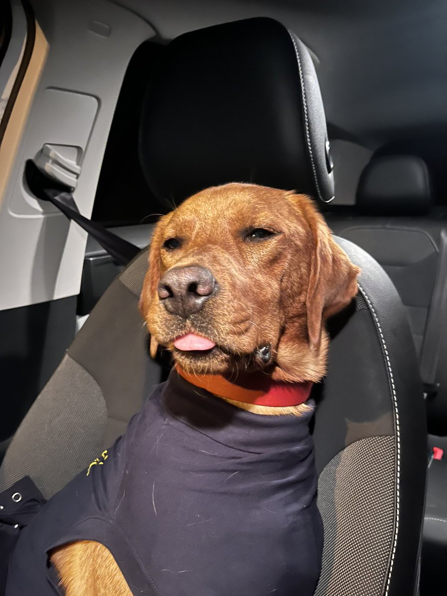 ellacarr_'s tweet photo. What’s a Thanksgiving without a trip to the emergency vet!!!!!!!! https://t.co/HMzTrtbwID