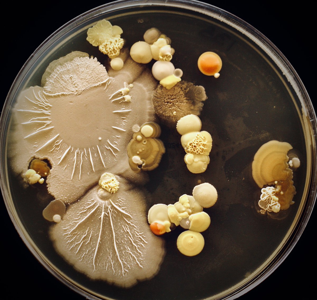 tasturm1's tweet image. #DescribeThatMicrobe And this is why I hang on to plates for a while.  Look at the color and texture difference between the same plate almost a month after it was done! @ASMicrobiology #MicrobialHandPrint #Microbiology #SciComm #Science