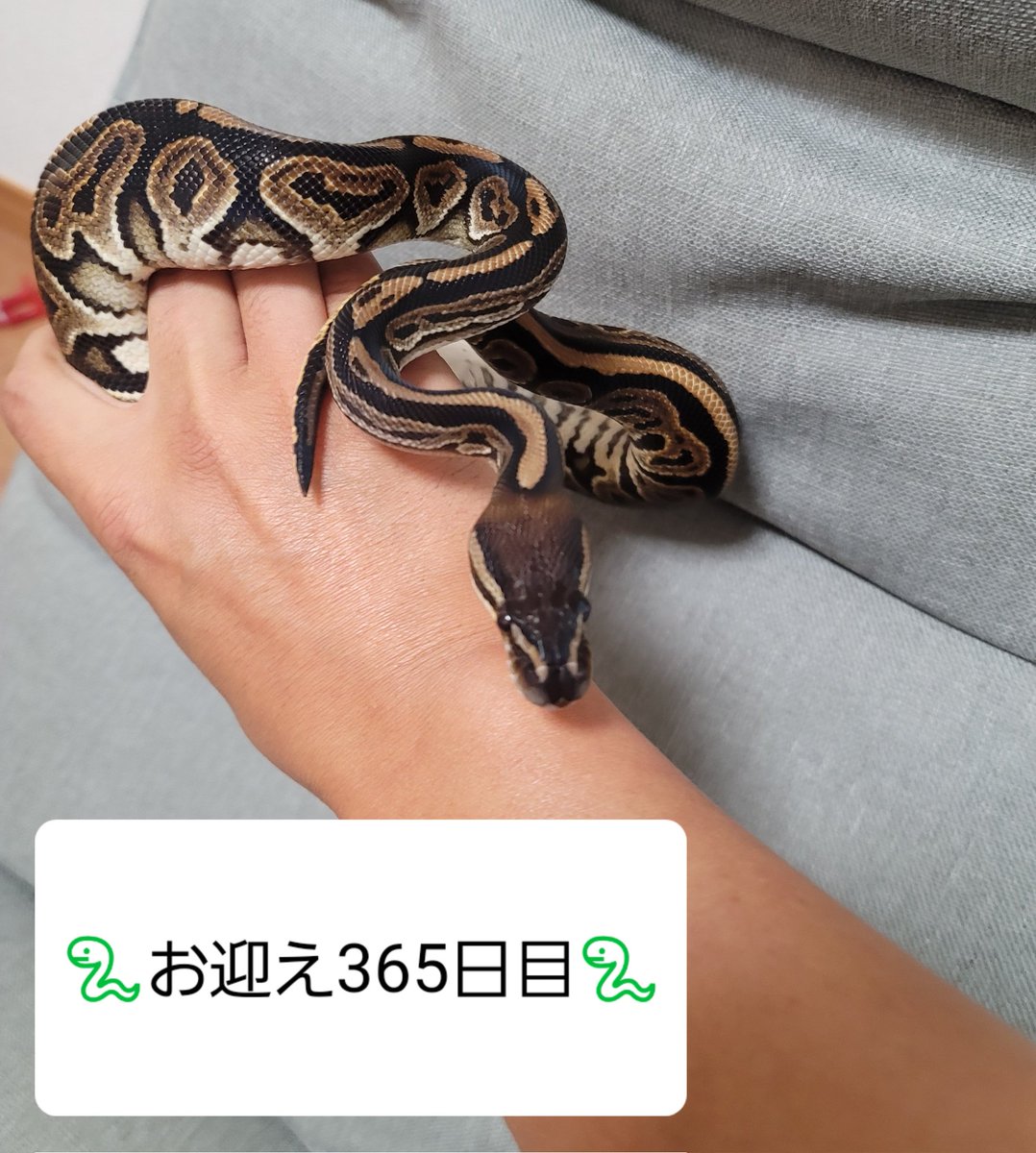 akihiro08070807's tweet image. KBPさんからブラックパステルお迎えして本日で1年が経ちましたこれからもどんどん元気に大きくなって欲しいです
いずれ繁殖もしてみたいです
皆さまこれからも宜しくお願い致します
#KBP
#ボールパイソン