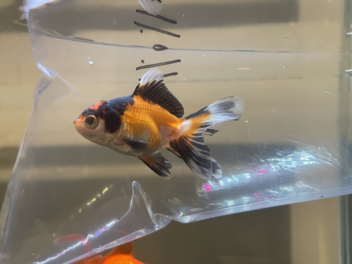 PointCrow's tweet image. MEET RAVIOLI :D