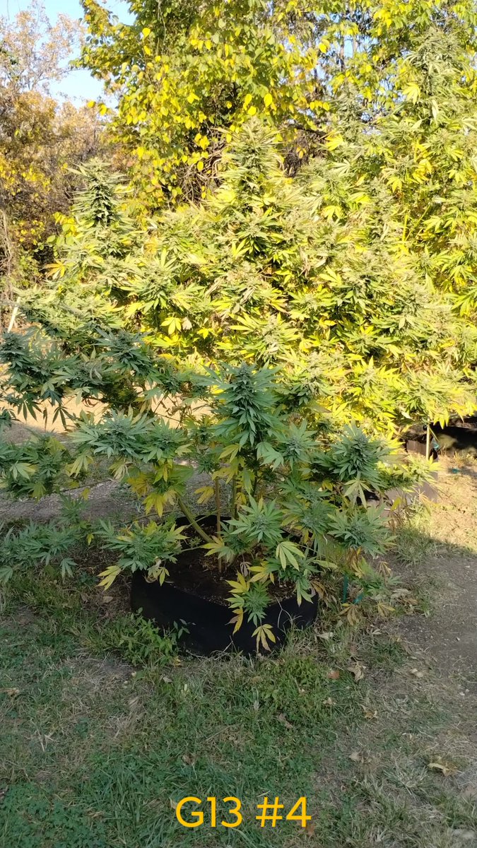 🇵 🇴 🇼 🇪 🇷 🇫 🇱 🇴 🇼 🇪 🇷 tweet media