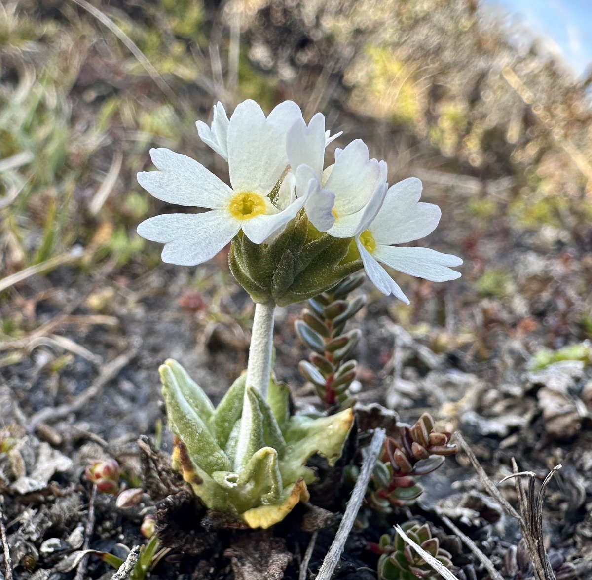 One of my favourite moments to in October. Finding my first flowering Dusty Millers 😍 #falklands #falklandislands