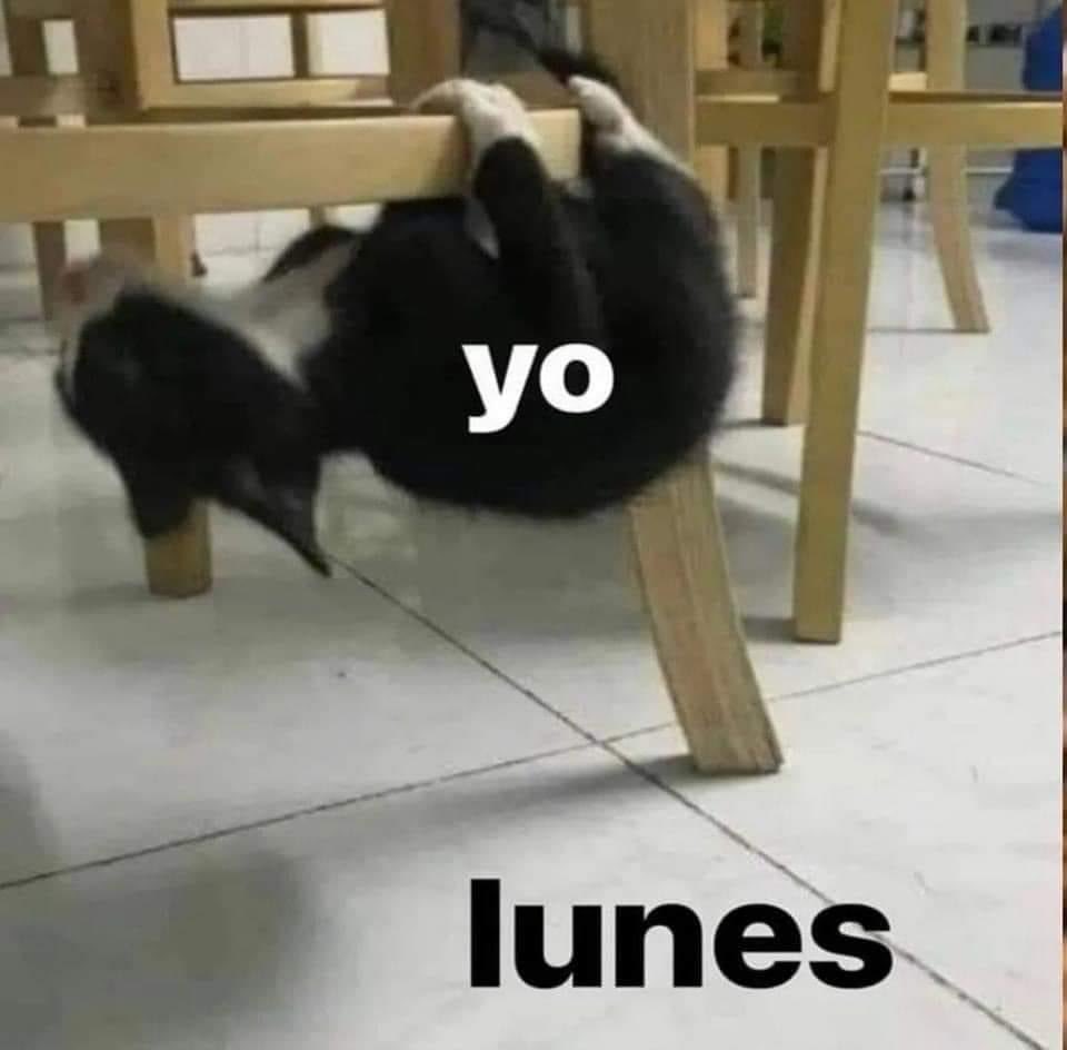 Gatitos Que Curan Tu Depresion (@gatitodepresion) on Twitter photo 
