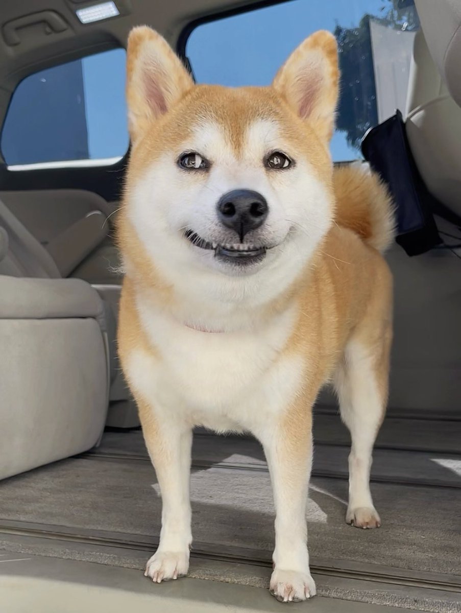 柴犬♡盛り沢山パフェ 🐶 Osaka/なんば 暁茶 GYOUCHA. わんこだらけの中国茶カフェ