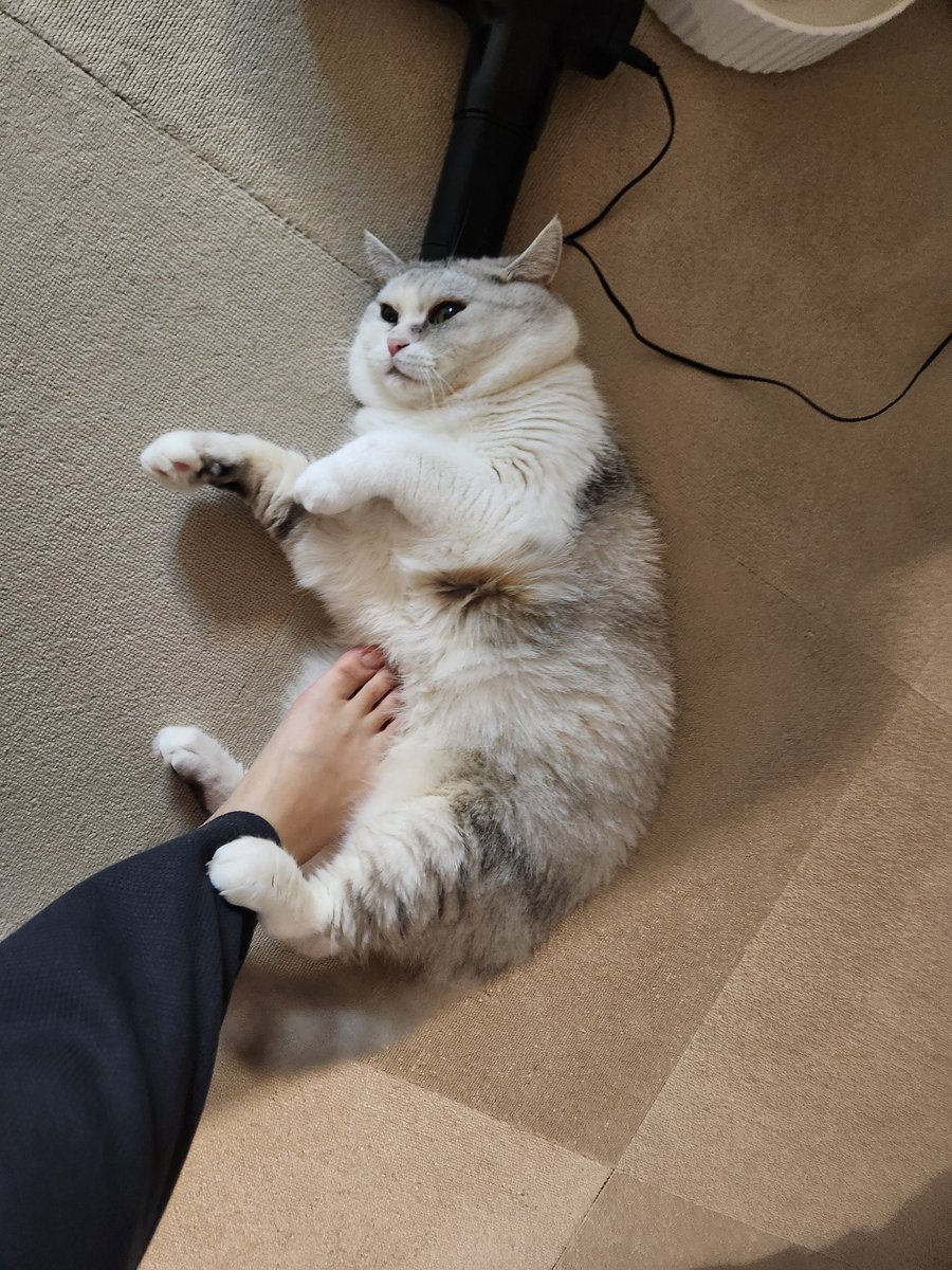 sleet_owo's tweet photo. 뜨끈한 깨비 https://t.co/X465W6RZxQ