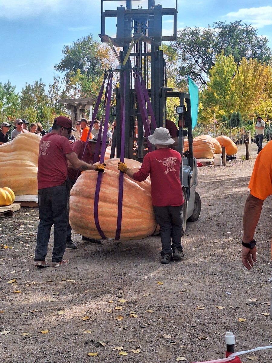 New personal best pumpkin today at Fort Collins Nursery weigh off.