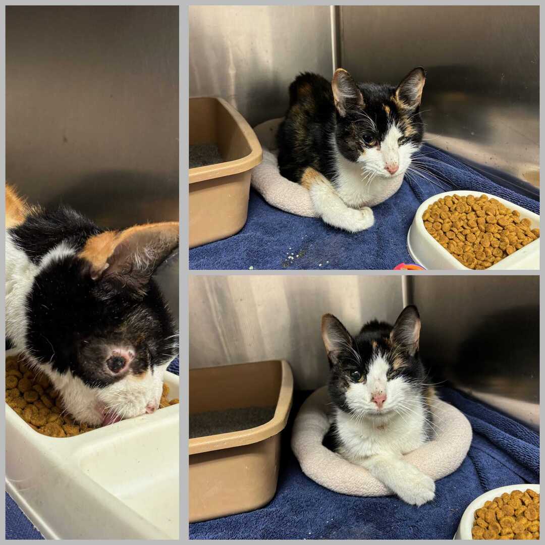 ❤️RESCUE AND PLEDGES NEEDED ❤️
This very sweet girl was found in a parking lot. She ran and hopped in the finder’s car, ready to go, and wanting help! She is severely underweight and only weighs 4lbs. She has a severely, completely displaced tail fractur… ift.tt/5tlfiRE