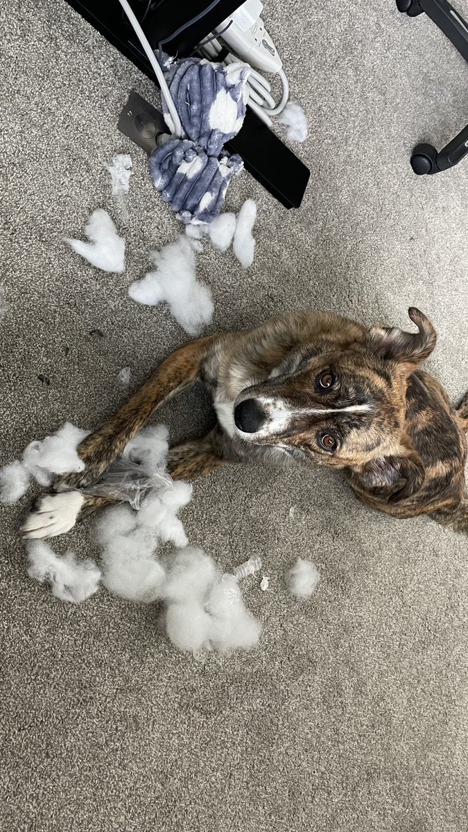 candrews7's tweet photo. Happy Adoption Day Ginny! https://t.co/Ke8vIWEeTS