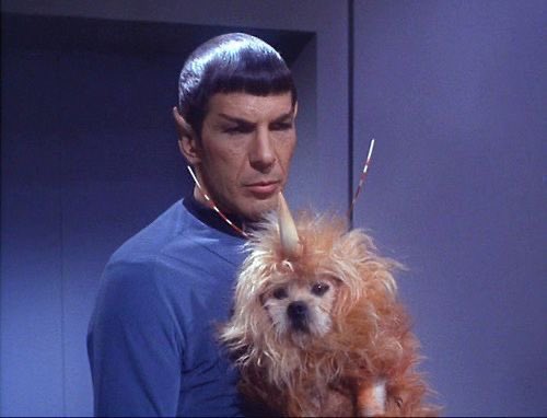 “and this dog, my dog.” - A Midsummer Night’s Dream {act 5 scene 1}

#ShakespeareSunday #StarTrek #StarTrekTOS