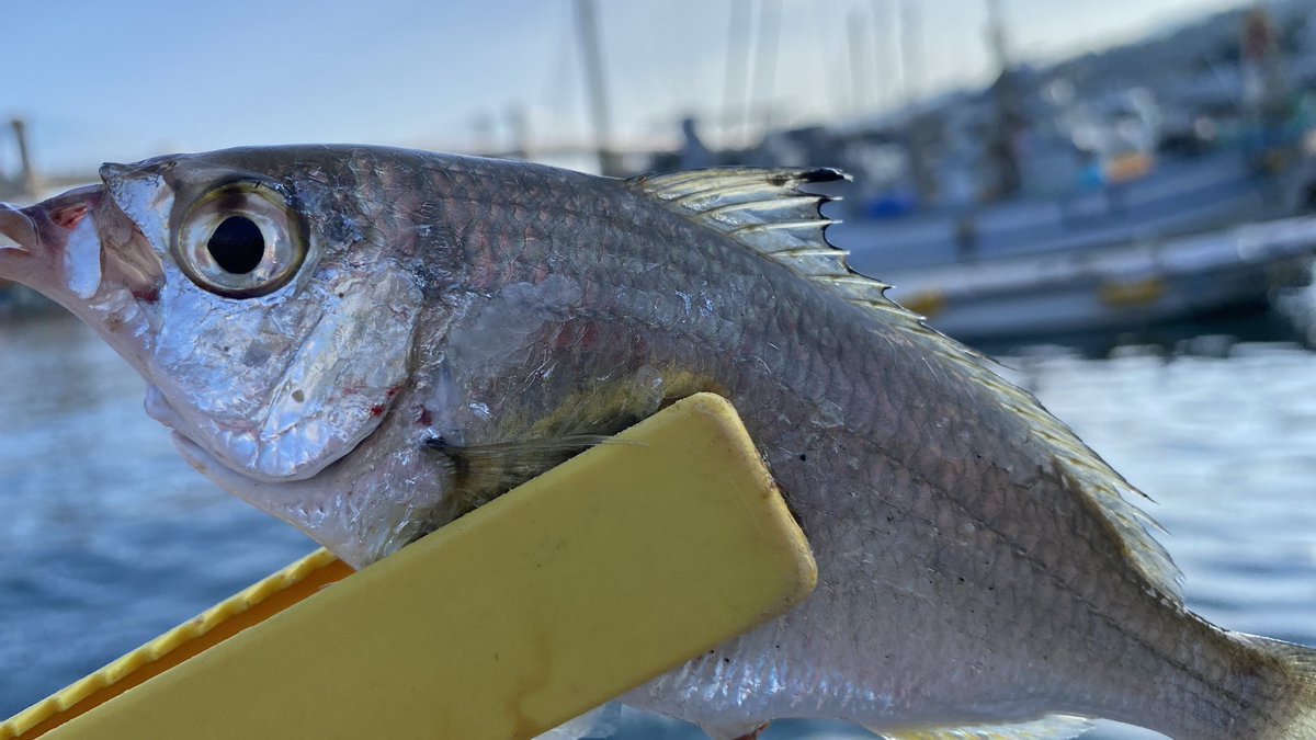 morokochannel's tweet photo. 早川港釣果情報です。
あれれ？
なんて言う魚でしたっけ？
あまりにも魚に出会うの久しぶりで。
んー？？？ https://t.co/PnaPeRyBBM