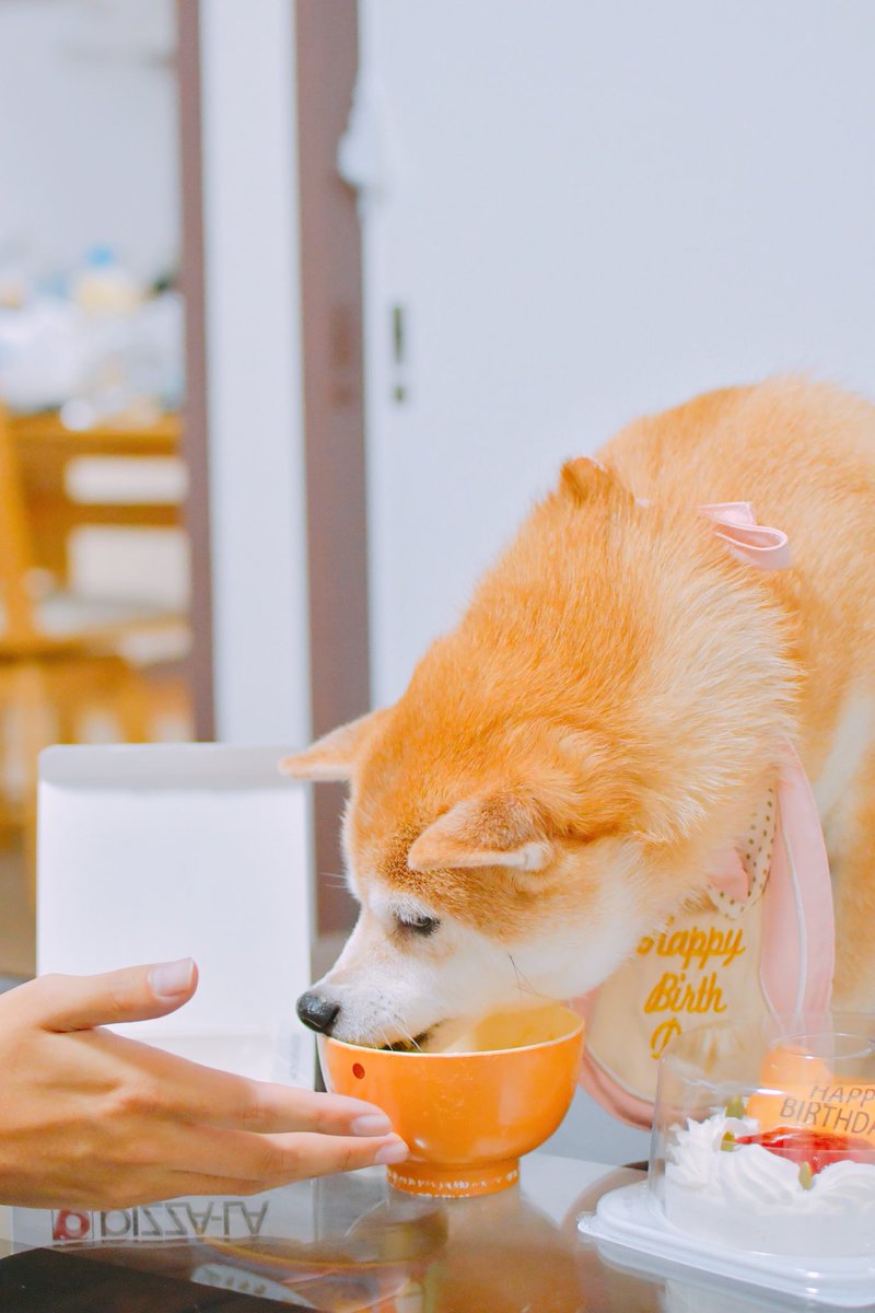 NoL_Mod123's tweet photo. 犬を撮るのは難しい

けどかわいいいいん！！ https://t.co/8tTUhdur2N