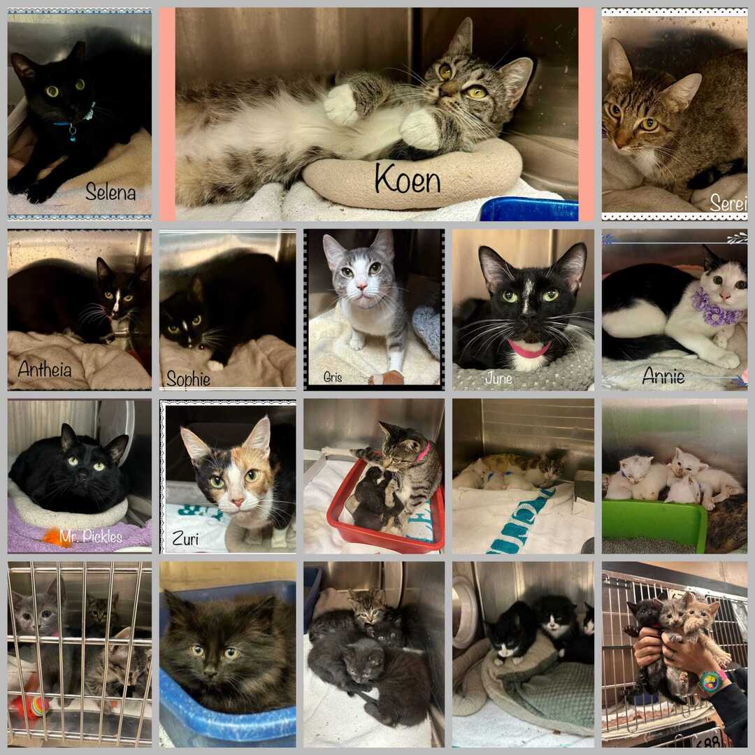 🚨COBB COUNTY ANIMAL SERVICES IS FULL!!!🚨
There is no more Cage Space in the Cat Rooms and kitties keep flowing in!  Rescue and Adoption help Urgently Needed!!! 

From the shelter, 10/12/24:
We need rescue help NOW!
As of this morning we have run out of… ift.tt/GtJZ9oa