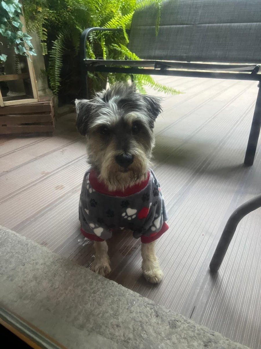🆘  Mi mamá y yo encontramos a un perrito en la calle que nos siguió hasta la casa. No nos pudimos resistir y lo rescatamos, lo llevamos al veterinario, lo bañaron, vacunaron y desparasitaron. 

Ayúdenme a buscarle casa!!!!! ♥️♥️♥️

<a href="/FundacionToby/">Fundación Toby</a> <a href="/mascotasdifunde/">Difusión de mascotas</a> <a href="/HELA_MORE/">𝙷𝚎𝚕𝚊 𝙼𝚘𝚛𝚎 🐶</a>