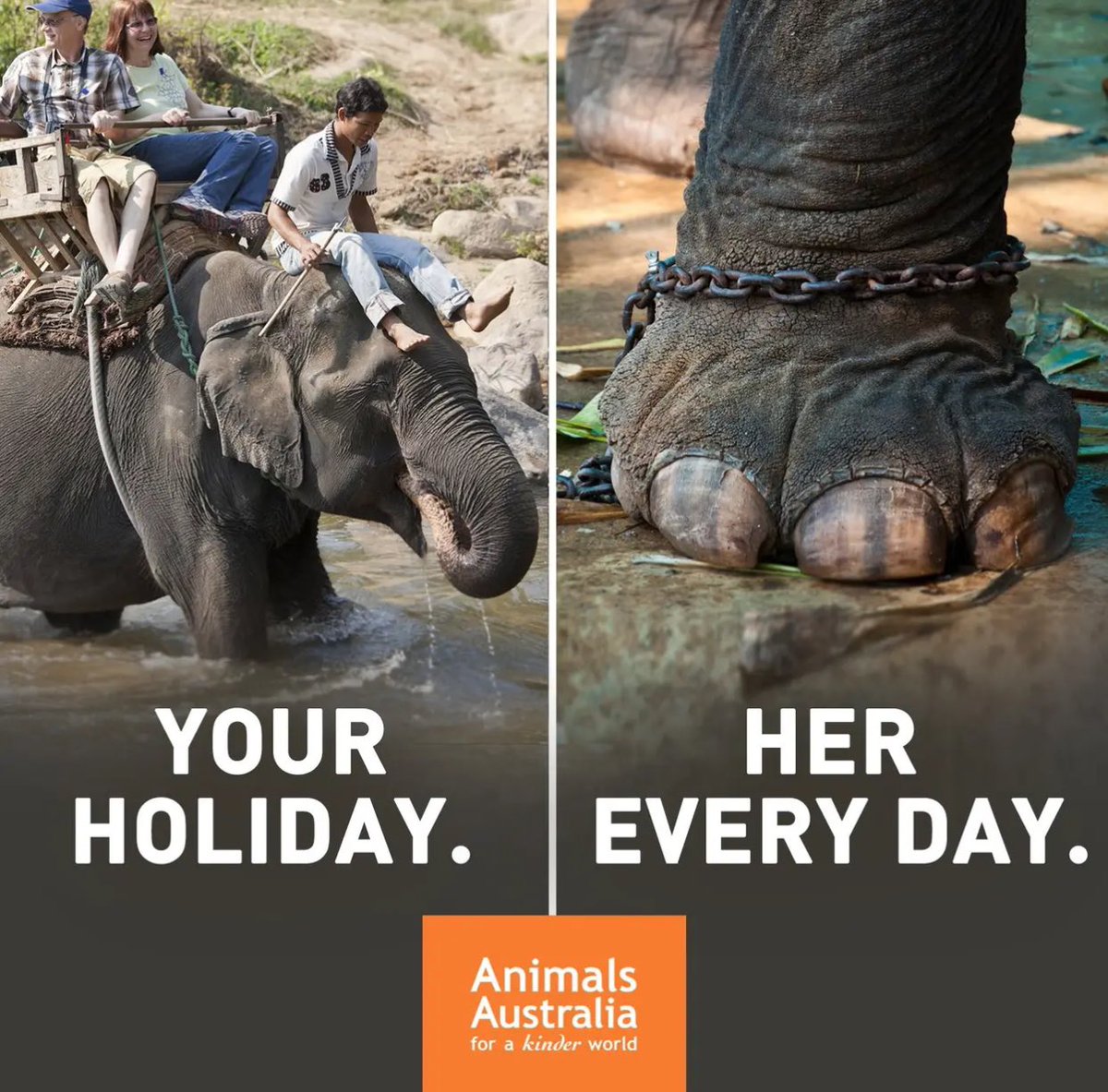#ridebicyclenotelephant