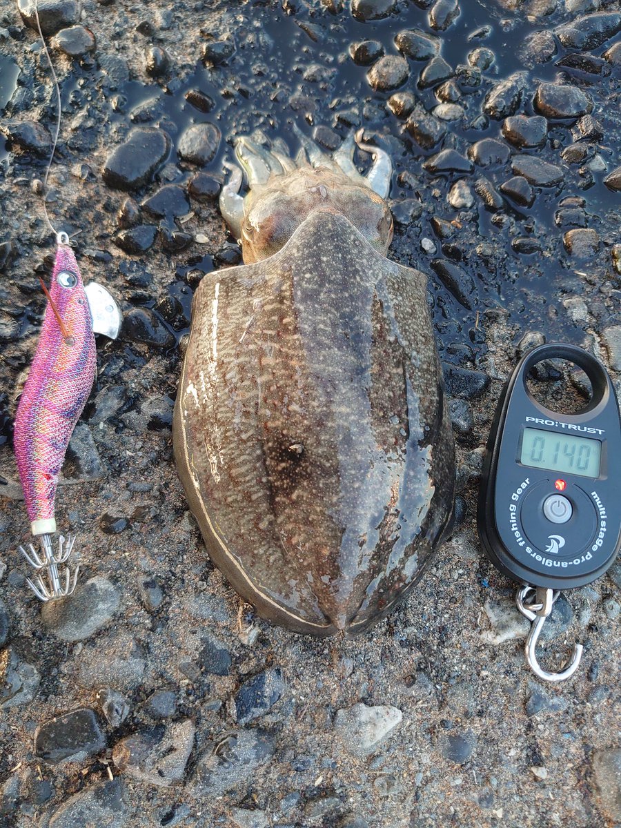 いつもの釣り場に到着…。早々に足元でアオリイカの新仔🦑がイトヒキアジに追い回され撃沈…😥😥
釣り場を移動して、エギをフワァ…と動くことを意識していたら、下から軽く抱く感覚がありアワセを入れGet…😀👍