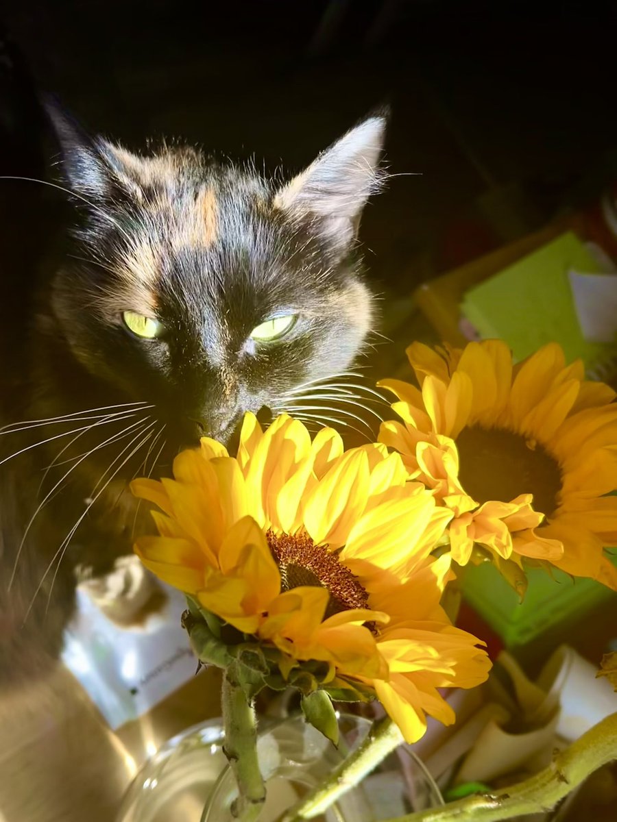 Peter Diseth tweet media