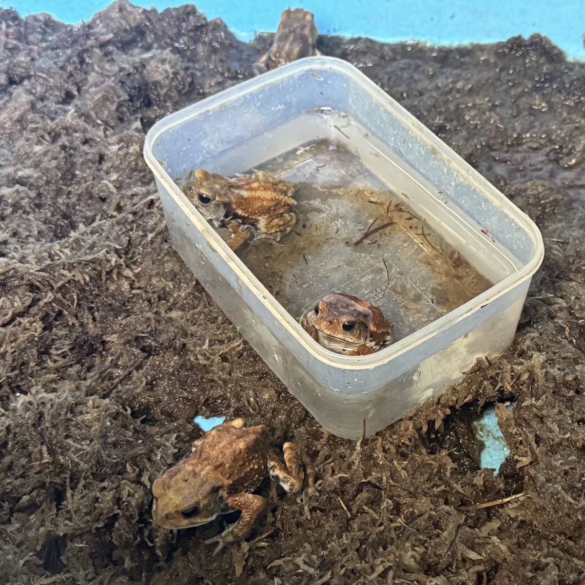 ユッキー＠毎日ビール｜グルメブロガーでスキルス胃がん (@yukipod