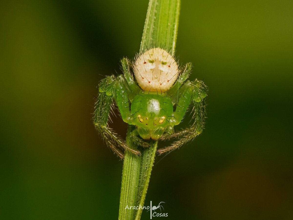 Arachno_Cosas's tweet image. #AracnOctubre D12:
Una de mis fotografías favoritas. Pertenece a la familia #Thomisidae.

Se les conoce como arañas cangrejo y se conocen cerca de 2,168 especies a nivel mundial.

No son consideradas de importancia médica #NIM✅

¡Feliz día!