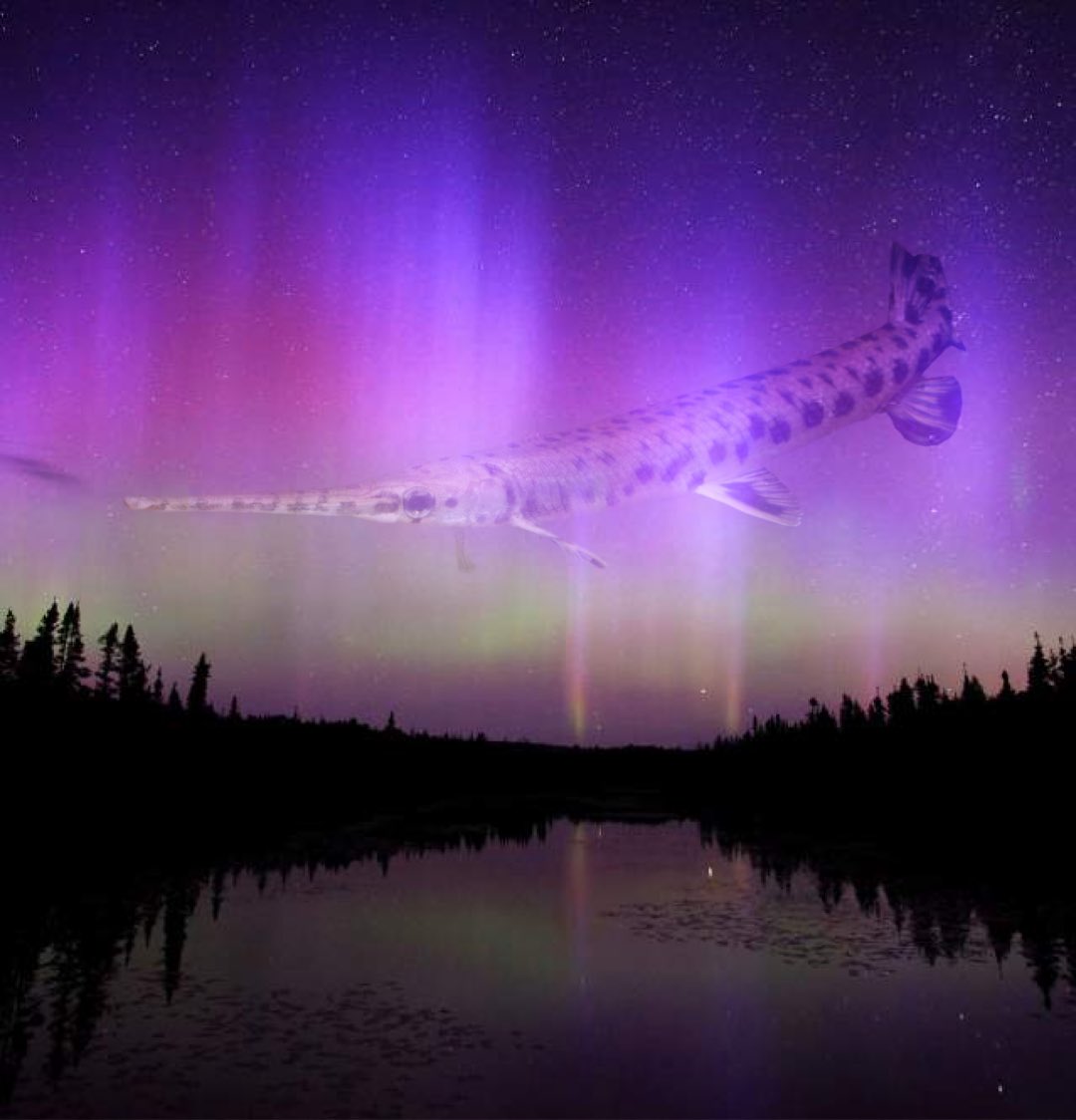 “Garora Borealis”