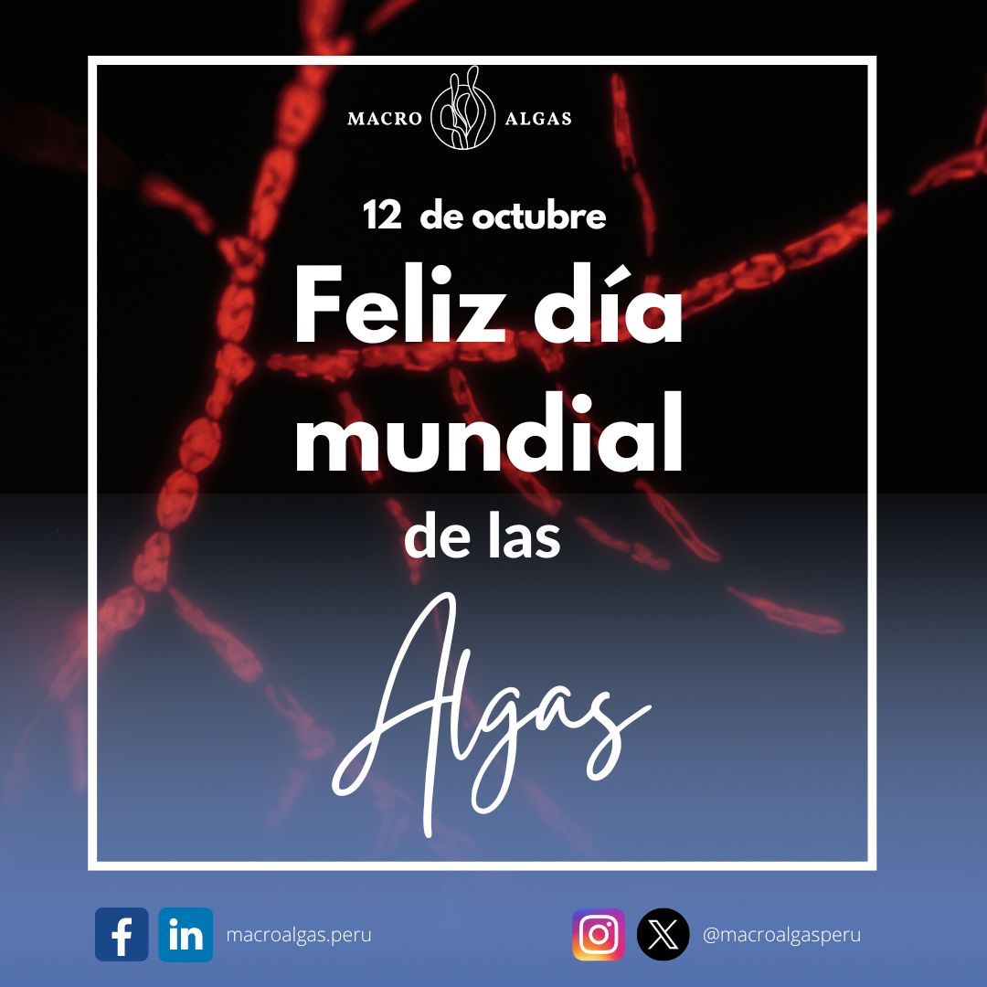 Macroalgasperu's tweet image. ¡Hoy celebramos el  #DíaMundialDeLasAlgas 🫰🙌!
Happy World Algae Day!

📸Foto: Ectocarpus (alga parda) exhibiendo la autofluorescencia roja de la clorofila